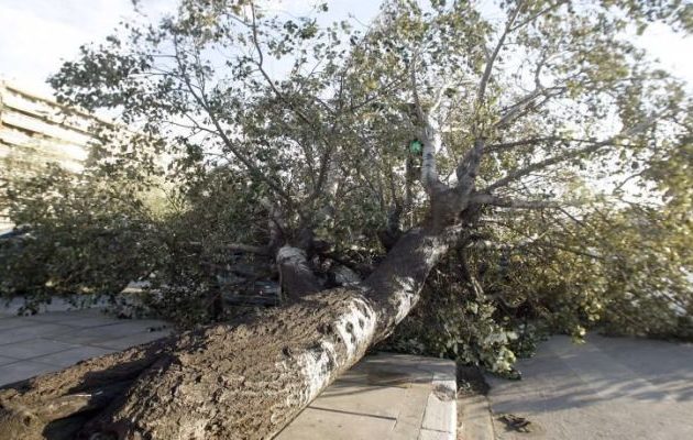 Κακοκαιρία «Ξενοφών»: Ξεριζώθηκαν δέντρα, πάνω από 350 κλήσεις στην Αττική