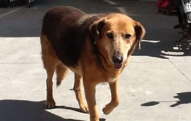 Πέθανε ο «Χάτσικο» της Κρήτης – Περίμενε 8 χρόνια το νεκρό αφεντικό του (βίντεο)