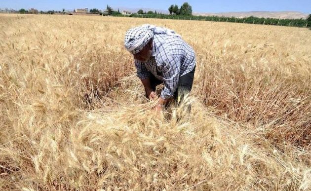 Κατέρρευσε η παραγωγή σιταριού στη Συρία – Η χώρα θα εισάγει 1,5 εκ. τόνους κυρίως από τη Ρωσία
