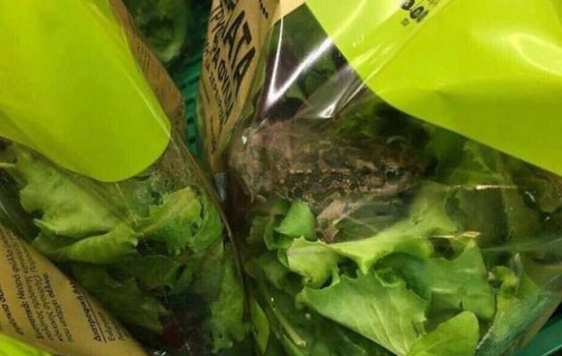Βάτραχος μέσα σε συσκευασμένη σαλάτα γνωστού σούπερ μάρκετ – Τι απαντά η εταιρεία
