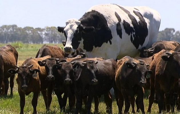 Αγελάδα-γίγας βρέθηκε στην Αυστραλία – 2 μέτρα ύψος και βάρος 1,5 τόνος (βίντεο)