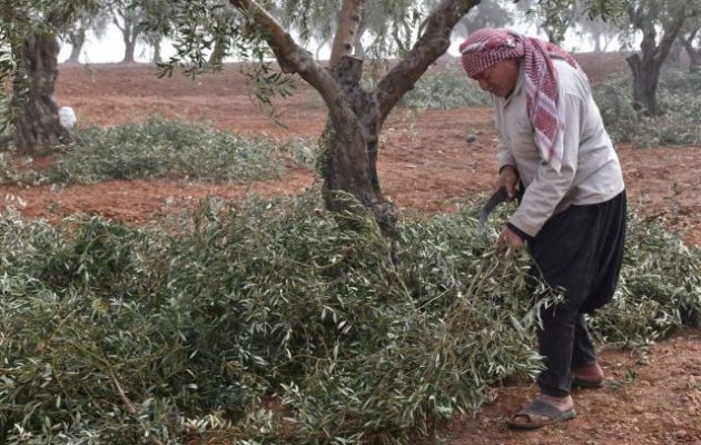 Οι Τούρκοι άρπαξαν παραγωγή ελαιόλαδου αξίας 200 εκ. δολαρίων από την κουρδική Εφρίν της Συρίας