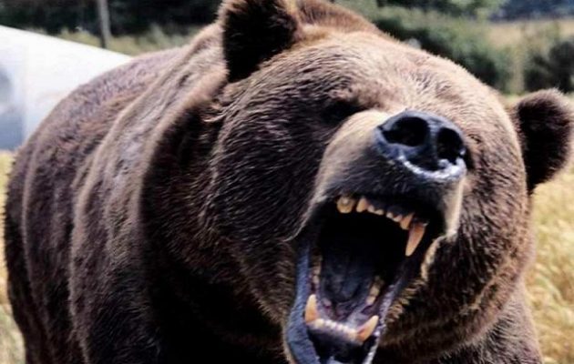 Αρκούδες σκότωσαν εργαζόμενο ζωολογικού κήπου στη Σανγκάη