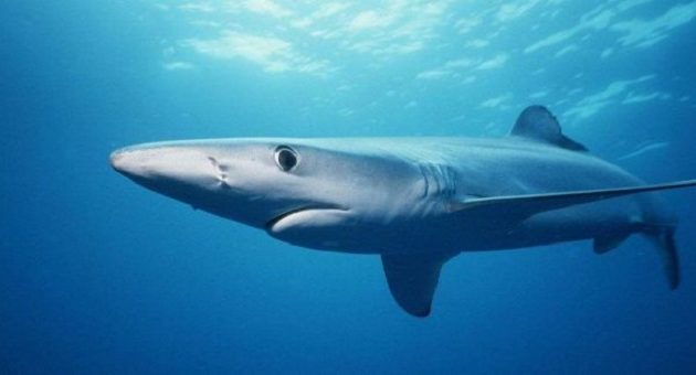 Καρχαρίας δάγκωσε το κεφάλι 29χρονου δύτη (βίντεο)
