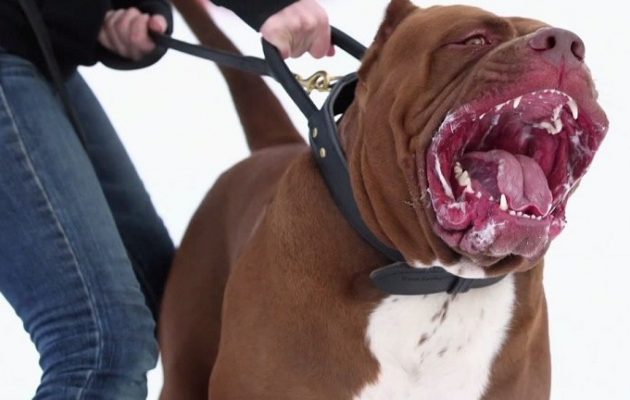 Ανατριχίλα: Πίτμπουλ δάγκωσε 31χρονο στα γεννητικά όργανα στα Χανιά