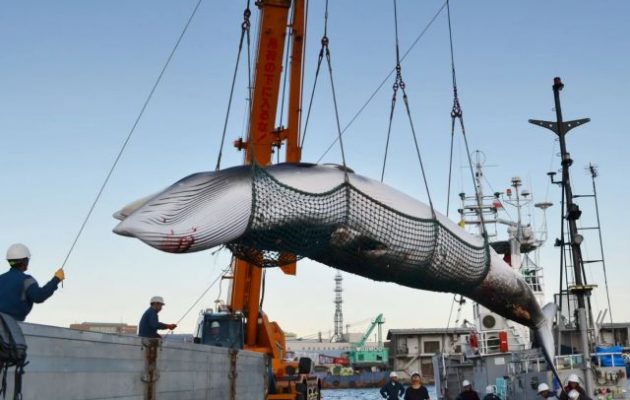 Η Ιαπωνία επιμένει να σκοτώνει φάλαινες με το πρόσχημα της «εθνικής παράδοσης»