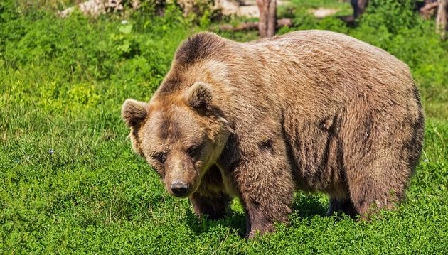 Αρκούδα έσωσε 3χρονο που χάθηκε για δύο μέρες σε δάσος
