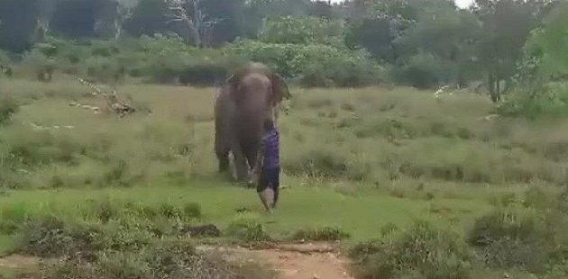 Τραγικός θάνατος στη Σρι Λάνκα – Τον ποδοπάτησε ελέφαντας (βίντεο)
