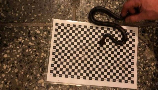 Απίστευτο: Έκρυψε βόα στο εσώρουχό του και προσπάθησε να επιβιβαστεί σε αεροπλάνο στο Βερολίνο