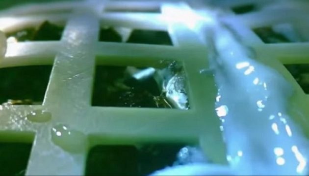 Σπόρος βαμβακιού από την Κίνα βλάστησε στη Σελήνη (βίντεο)