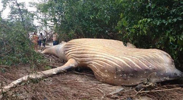 Φάλαινα 11 μέτρων βρέθηκε νεκρή στη μέση της ζούγκλας του Αμαζονίου (βίντεο)