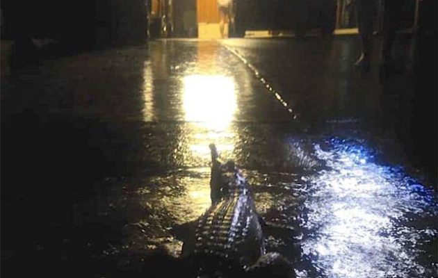 Πώς βγήκαν κροκόδειλοι στους δρόμους μετά από πλημμύρες στην Αυστραλία (βίντεο)