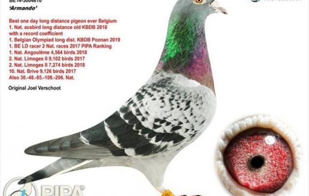 Κινέζος αγόρασε βελγικό ταχυδρομικό περιστέρι για… -κρατηθείτε- 1,25 εκ. ευρώ