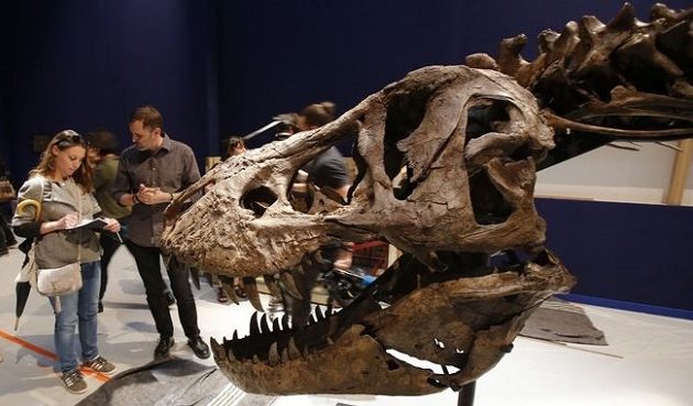 Ανακαλύφθηκε ο μεγαλύτερος τυραννόσαυρος που έχει βρεθεί ποτέ