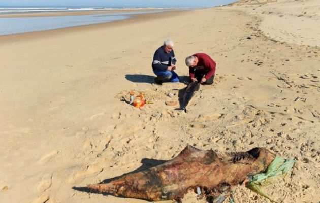 Πάνω από 1.000 δελφίνια έχουν ξεβραστεί νεκρά στη Γαλλία  μέσα σε 3 μήνες