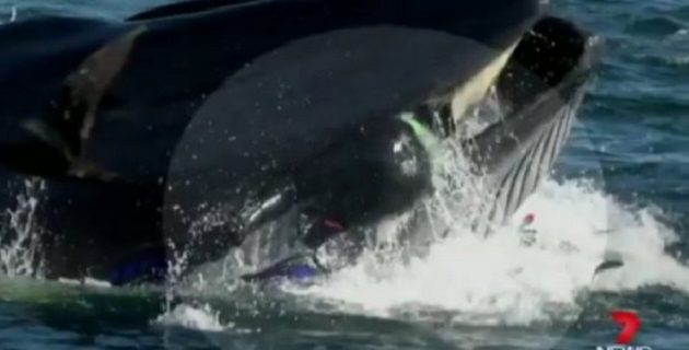 Φάλαινα παραλίγο να καταπιεί δύτη στη Νότια Αφρική (βίντεο)