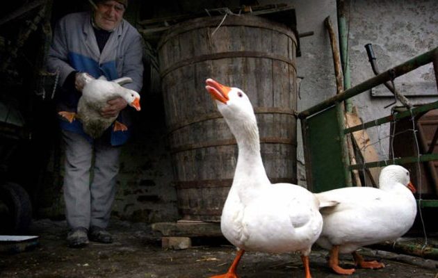 Βουλγαρία: Ευθανασία σε 12.000 πουλερικά λόγω της γρίπης των πτηνών