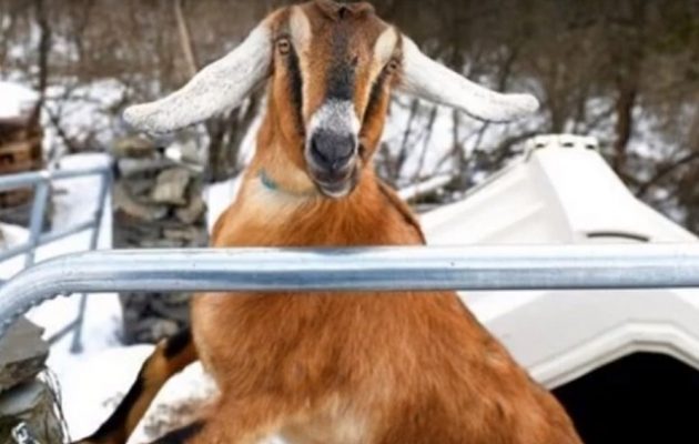 Αμερικανική πόλη εξέλεγε για δήμαρχό της… μια κατσίκα