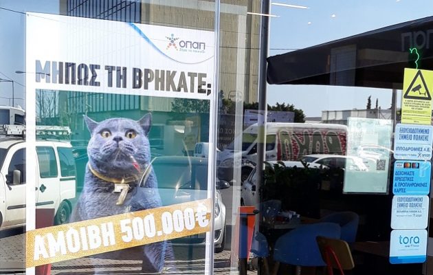 Κυνήγι σε όλη την Ελλάδα για μία γάτα με αμοιβή 500.000 ευρώ
