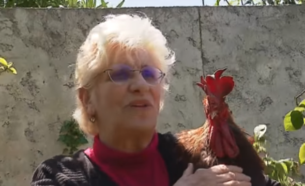 Απίστευτο: Στο εδώλιο του κατηγορούμενου ένας κόκορας γιατί λαλεί νωρίς το πρωί