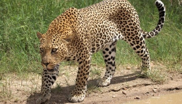 Λεοπάρδαλη κατασπάραξε 2χρονο σε εθνικό πάρκο στη Νότια Αφρική