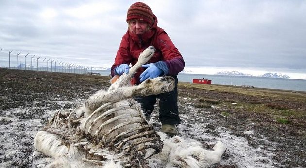 200 τάρανδοι βρέθηκαν νεκροί από την πείνα στην Αρκτική