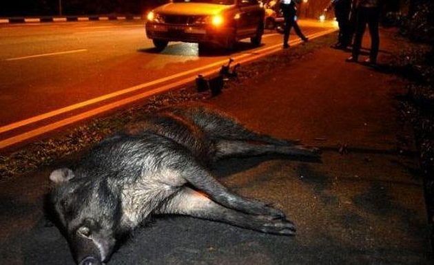 Αγριογούρουνο 200 κιλών είχε τροχαίο με αυτοκίνητο στη Φθιώτιδα