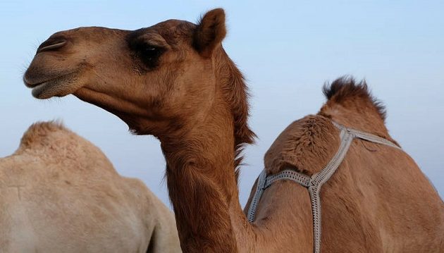 Αμερικανίδα δάγκωσε καμήλα στα γεννητικά όργανα – Είχε κάτσει πάνω της