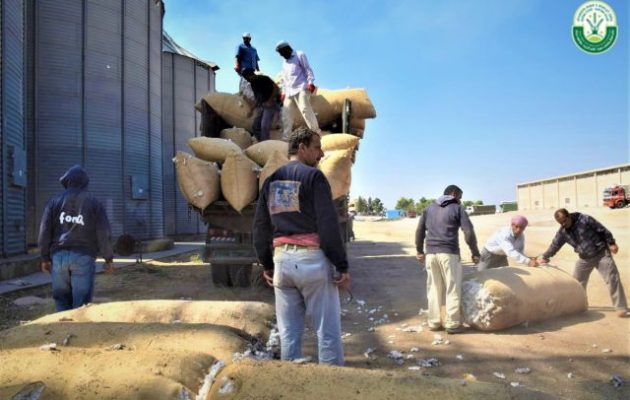 Κανονικά η συγκομιδή βαμβακιού στα υπό κουρδικό έλεγχο εδάφη της Συρίας