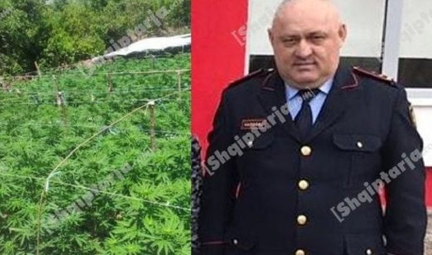 Στην Αλβανία καλλιεργούν χασίς με την… άδεια της Αστυνομίας