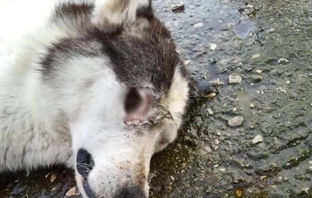 Κτηνωδία: Άνδρας έβγαλε τα μάτια αδέσποτου σκύλου στο Μεσολόγγι