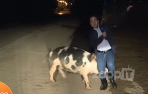 Θηλυκό γουρούνι κυνηγούσε σε ζωντανή σύνδεση ρεπόρτερ του ΑΝΤ1 (βίντεο)