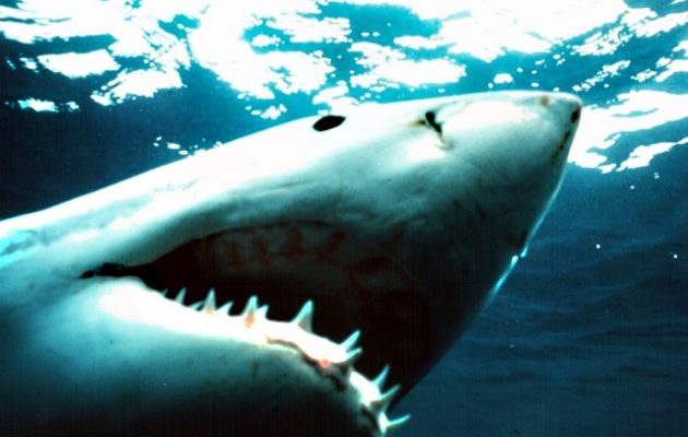 Πέθανε 50χρονος από δάγκωμα καρχαρία στην Αυστραλία