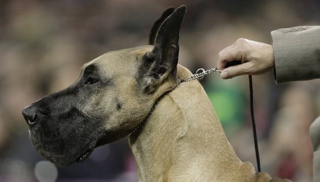 Την κατασπάραξαν τα σκυλιά της αλλά δεν κατάλαβε ότι πέθαινε