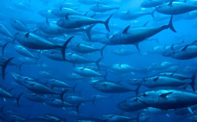 Μειώνεται το οξυγόνο στις θάλασσες – Απειλή για τα αποθέματα ψαριών