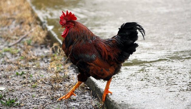 Κόκορας σκότωσε 55χρονo στην Ινδία