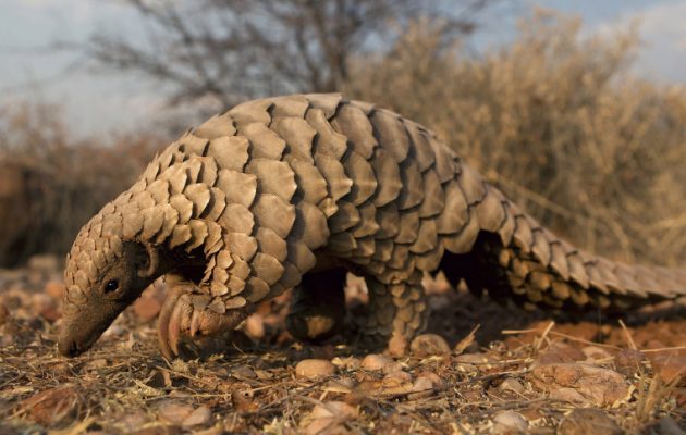 Ο φολιδωτός μυρμηγκοφάγος «παγκολίνος» ίσως ευθύνεται για τον νέο κοροναϊό