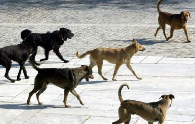 Βόλος – Άνδρας περιγράφει: «Με περικύκλωσαν 20 αδέσποτα σκυλιά και άρχισα να προσεύχομαι»