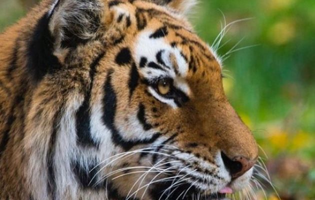 Τίγρεις και λιοντάρια σε ζωολογικό κήπο διαγνώστηκαν με Covid-19 – Τα κόλλησε άνθρωπος