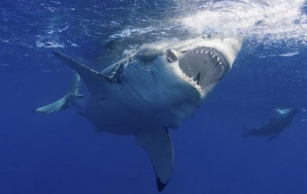 Καρχαρίας κατασπάραξε 63χρονη στις ΗΠΑ