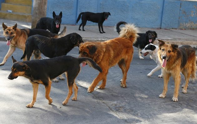 Ηλεία: Βρέθηκε νεκρός 55χρονος άντρας – Υποψίες ότι τον έφαγαν σκυλιά