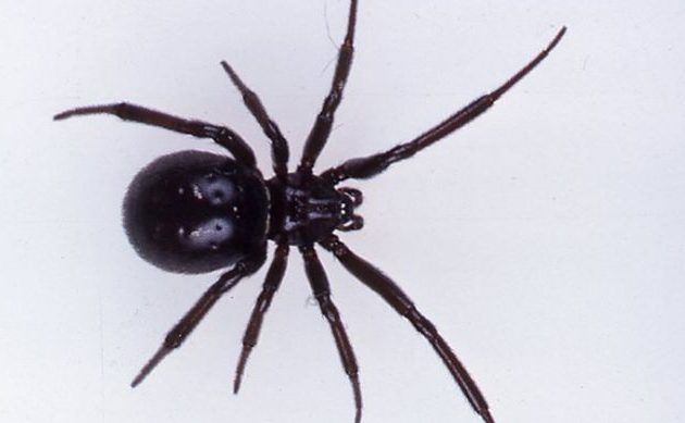 Σε νοσοκομείο της Πάτρας νοσηλεύεται 36χρονος που τον τσίμπησε μαύρη αράχνη