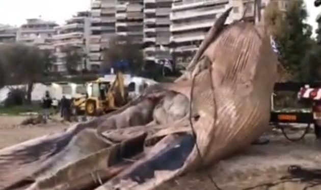 Πτεροφάλαινα επέπλεε νεκρή 1,5 μίλι από τις ακτές του Πειραιά – Ρυμουλκό τη μετέφερε στη Φρεαττύδα