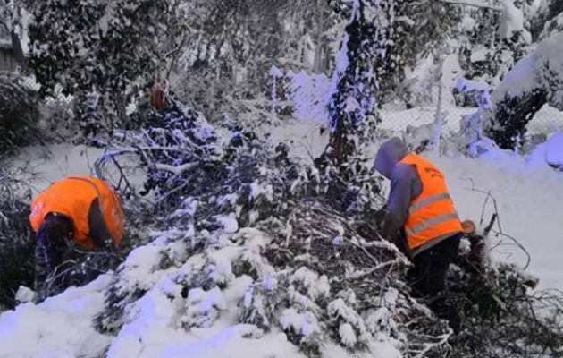 Εύβοια: Νεκρός άνδρας που καταπλακώθηκε από δέντρο λόγω κακοκαιρίας
