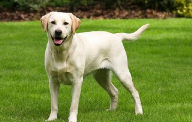 Ο στρατός της Ινδίας επιστρατεύει σκύλους για να εντοπίζουν τον κορωνοϊό