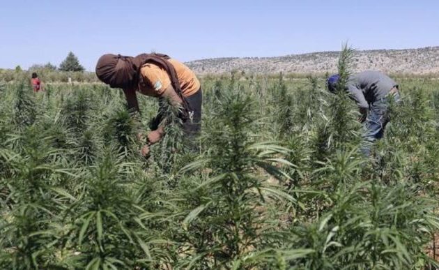 Οι μισθοφόροι των Τούρκων καλλιεργούν κάνναβη στην κατεχόμενη Β/Α Συρία – Μεγάλες χασισοφυτείες