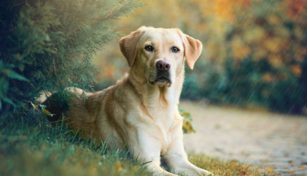 Ανατρεπτική μελέτη: Ανίχνευση κορωνοϊού μέσω των σκύλων