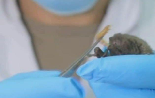 Νέο βίντεο αποδεικνύει την ύπαρξη ζωντανών νυχτερίδων στο εργαστήριο της Βουχάν