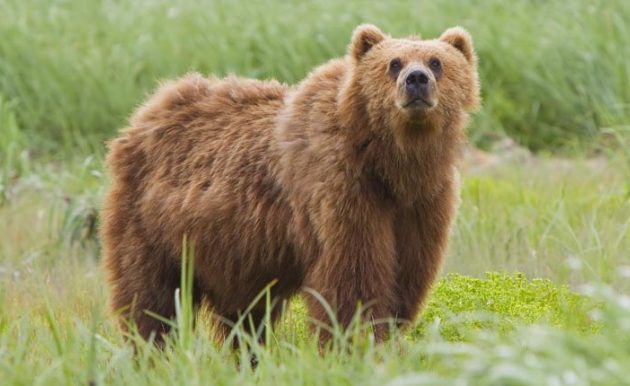 Αρκούδα άρπαξε 65χρονη από σκηνή κατασκήνωσης και την σκότωσε