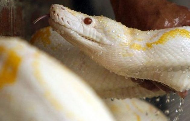 Αυστριακός μόλις έκατσε στην τουαλέτα τον δάγκωσε πύθωνας μέσα από τη λεκάνη